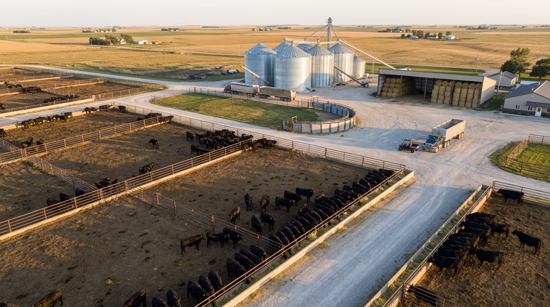 An aerial view of a well-organized beef cattle feedlot showing pens of cattle, feed bunks along the fences, grain storage bins, and a curved loading chute