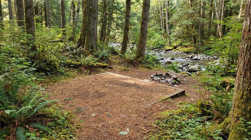 A pristine campsite in a forest clearing — no trash, no fire scars, no trampled vegetation — showing what a well-managed camp looks like