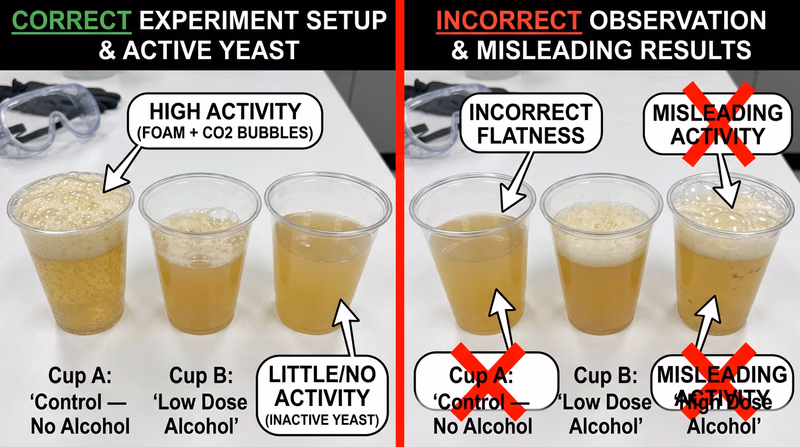 Three clear cups labeled A, B, and C showing the effect of increasing alcohol concentration on yeast activity