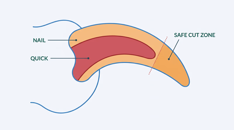 Cross-section diagram of a dog nail showing the quick and a safe trim zone